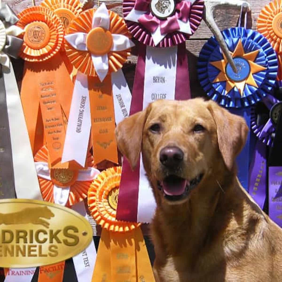 Gallery Hendricks Kennels Houston Area Dog Training