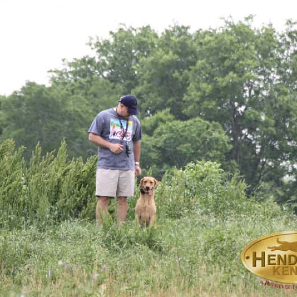 Gallery Hendricks Kennels Houston Area Dog Training