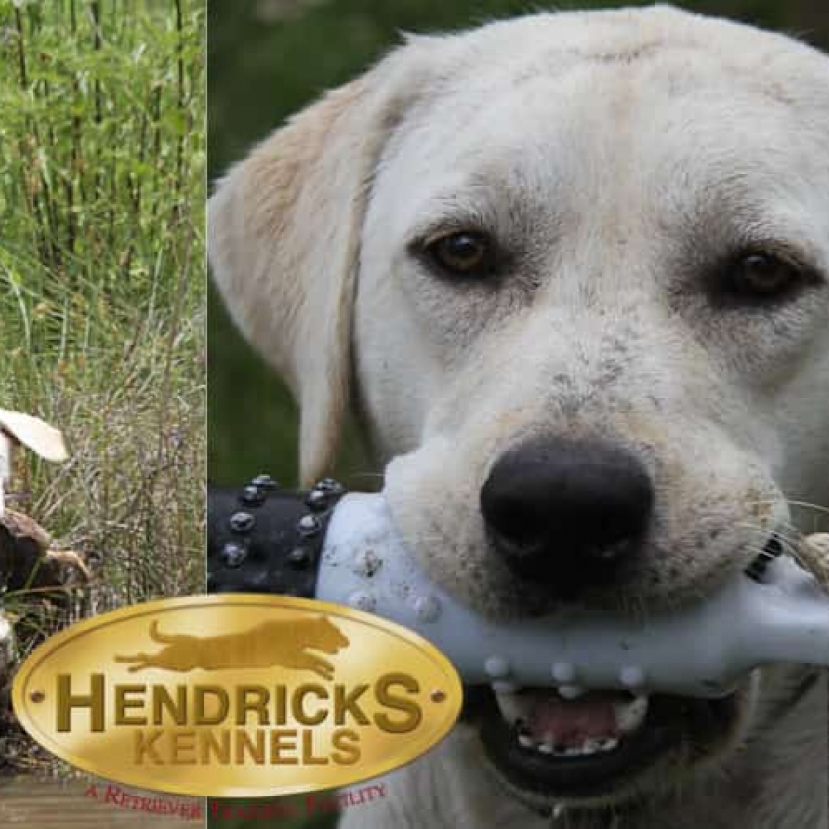 Gallery Hendricks Kennels Houston Area Dog Training