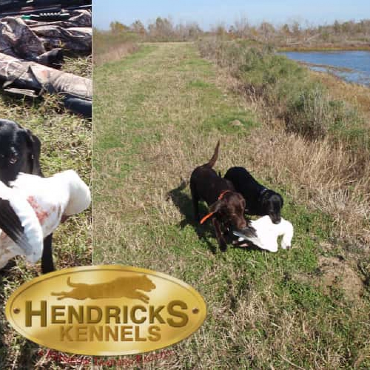 Gallery Hendricks Kennels Houston Area Dog Training