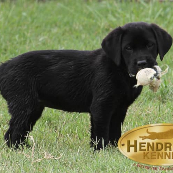 Gallery Hendricks Kennels Houston Area Dog Training